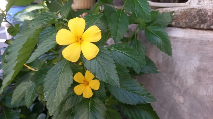Mengenal Tanaman Bunga Pukul Delapan, Tanaman Hias Cantik yang Mudah Dirawat