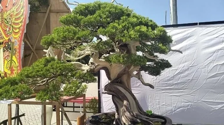 Bisnis Bonsai di Klaten Kian Prospektif, Hobi Janjikan Cuan