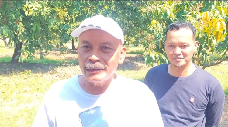 Panen  "Kampung Jambu" Desa Pranan  Sukoharjo, saat Kemarau Datangkan Cuan Berlimpah