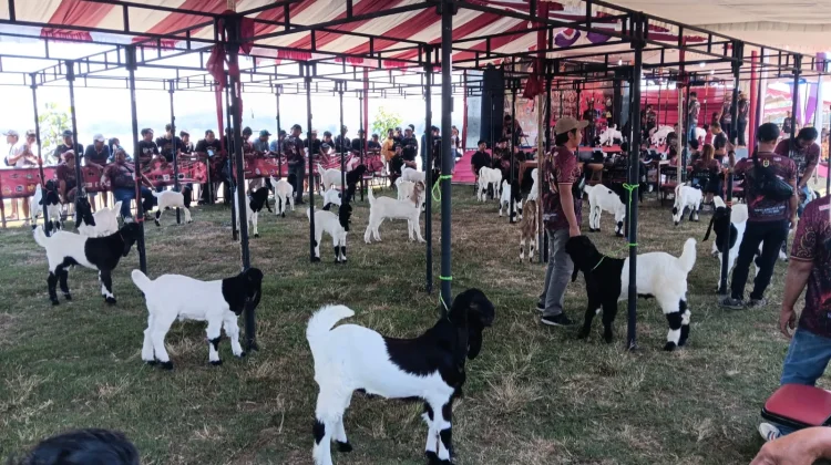 Kontes Kaligesing Klaten Dongkrak Semangat dan Harga Peternak