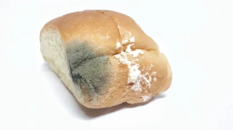 Jamur di Roti Sebaiknya Dibuang atau Dipotong yang Rusak?