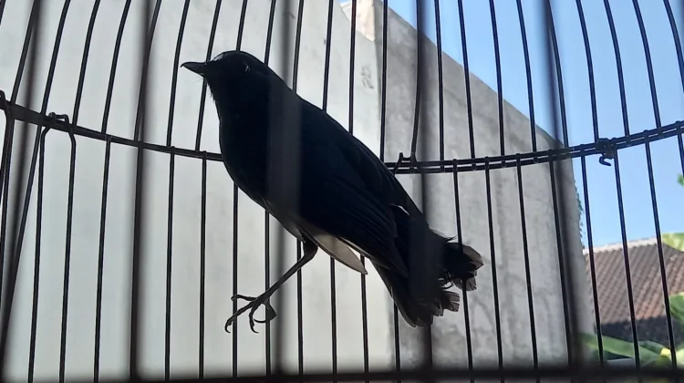 Burung Sunda Blue Robin, Si Biru Pemalu Penghuni Hutan Pegunungan Indonesia