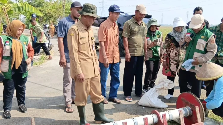Dispertan Sukoharjo Mulai Menggunakan Metode PMAAS, Tanam Padi tanpa Disemai