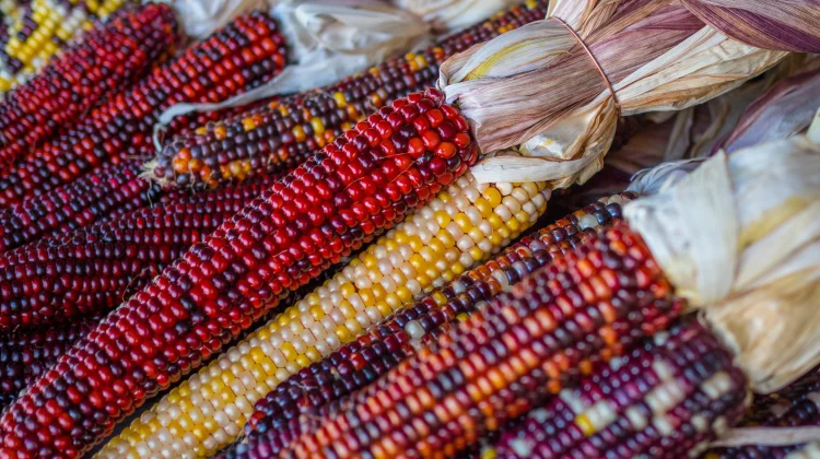 Biji Jagung Beda Warna dalam Satu Tongkol Bukan karena Kualitas Buruk