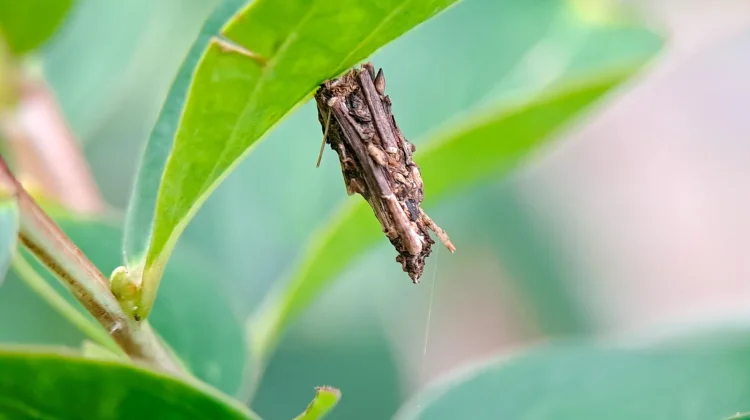 Kamitetep ternyata Larva Ngengat, Ini Fakta Ilmiahnya