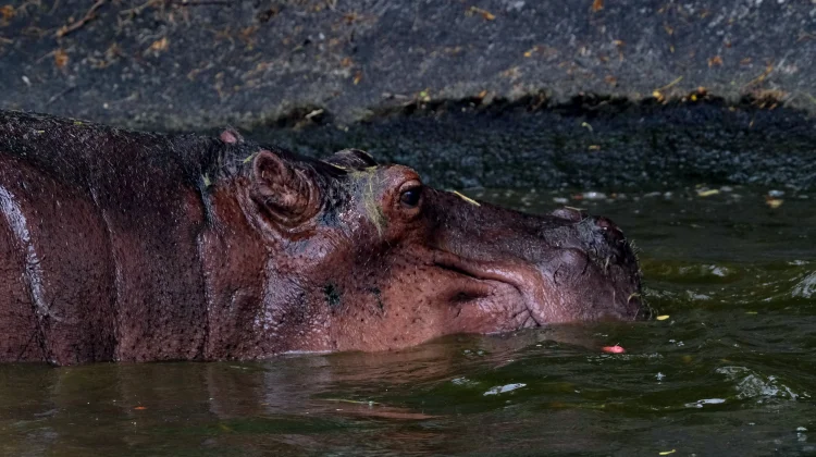 Fakta Unik Kudanil yang Hobi Berendam ternyata Bukan Sekadar Bersantai