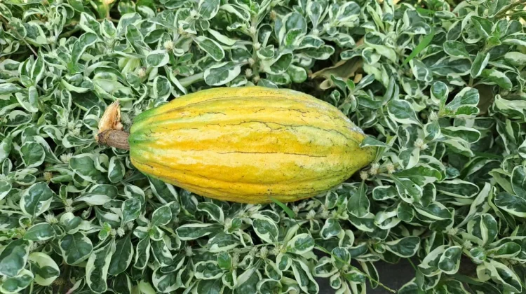 Rahasia Cokelat dari Buah Kakao