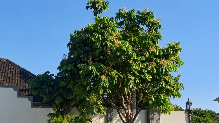 Pesona Pohon Matoa Pekarangan Rumah