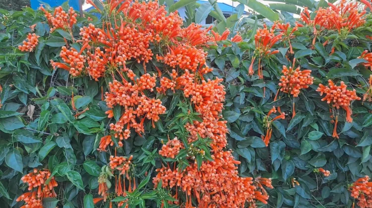 Pesona Orange Trumpet Vine Favorit Taman