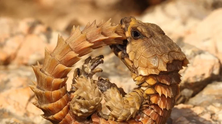 Kadal Armadillo, Naga Mini Berbaju Baja