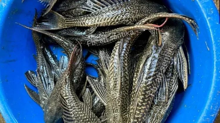 Populasi Ikan Sapu-Sapu 'Meledak' Petani KJA Waduk Kedung Ombo Mengadu ke DPRD Sragen
