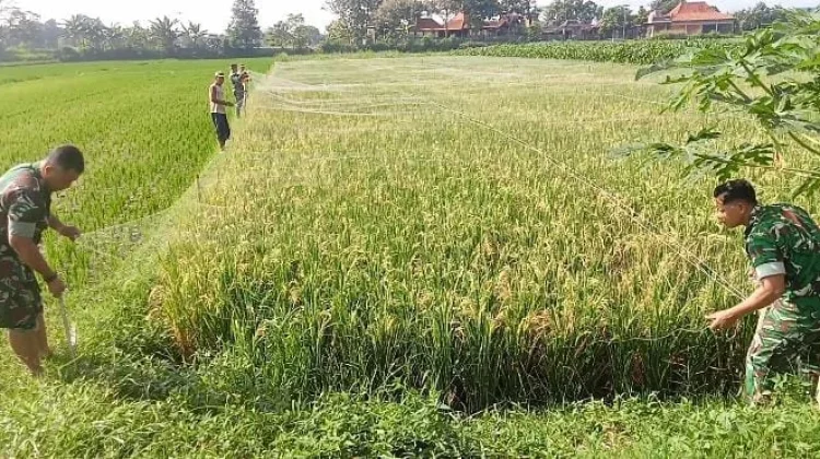 Dukung Ketahanan Pangan, Babinsa Jogonalan Bantu Petani Pasang Jaring
