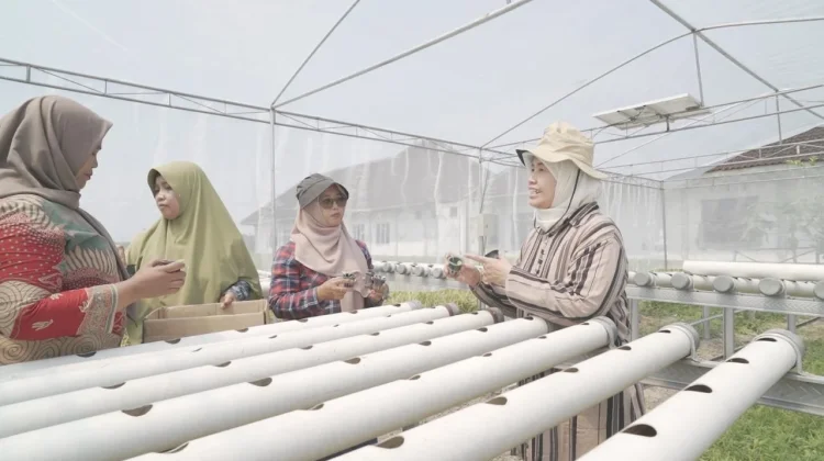 Tim Dosen UMS Kembangkan Pertanian Terpadu Berbasis Greenhouse Hidroponik