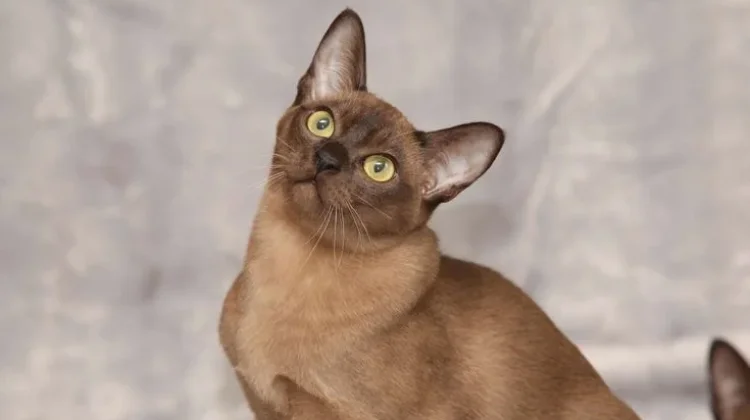 Tips Memelihara Kucing Burmese