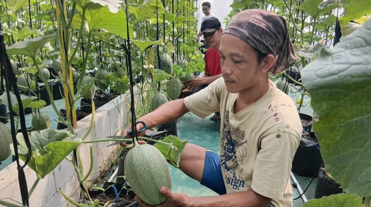Sensasi Manis Melon Xinjiang di Bumi Sukowati, di Momentum Wisata HUT ke-81 RI