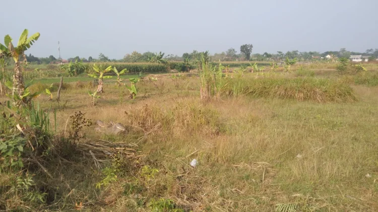 Ribuan Hektare Sawah di Sragen Dibiarkan Bero Dampak El Nino