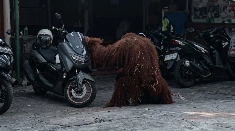 Orang Utan Solo Safari Lepas Sampai Permukiman, Bikin Panik Warga