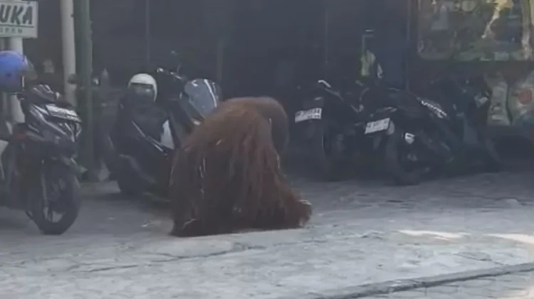 Viral Orang Utan Lepas Sampai Permukiman, GM Solo Safari Minta Maaf