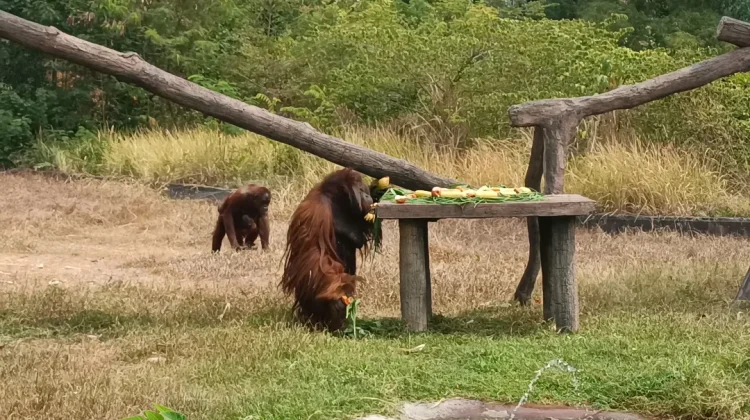 Penjelasan Manajemen Solo Safari, Orang Utan Didi Akali Pengamanan Exhibit