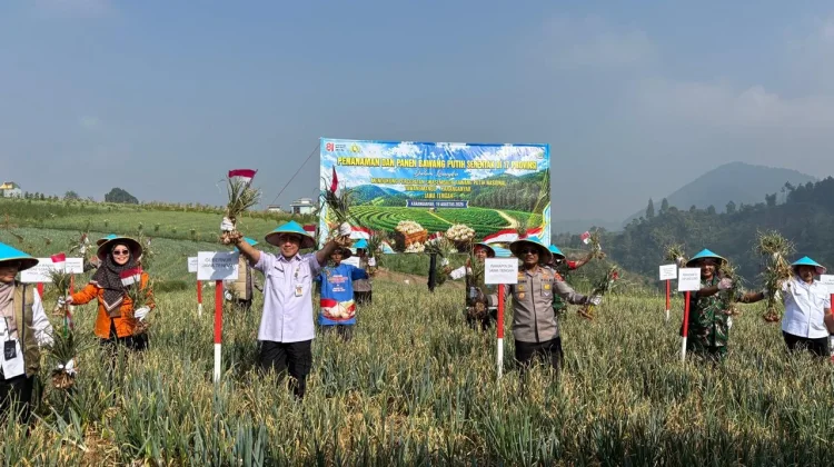 Panen Bawang Putih di Tawangmangu Tembus 12,5 Ton, Dukung Swasembada Pangan