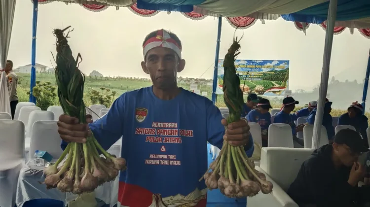 Keunggulan Bawang Tawangmangu Baru Sanggup Panen 15 Ton Hektar