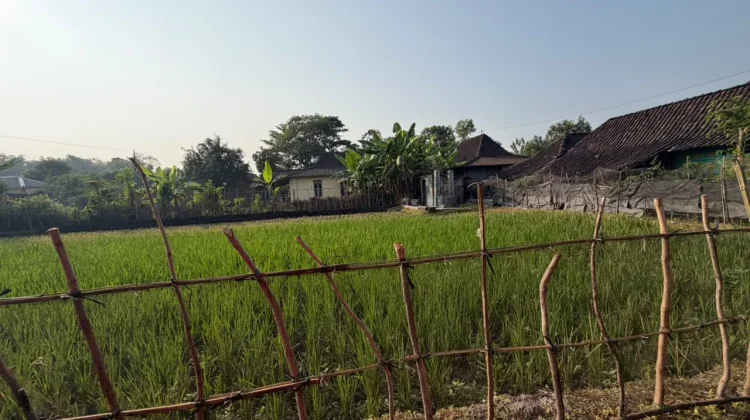 Indahnya Pedesaan dari Hamparan Sawah