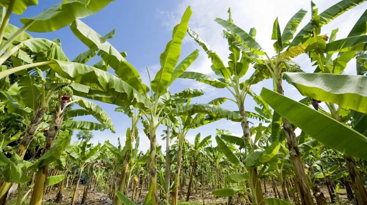 Menanam Pisang dengan Biji atau Harus dengan Tunas
