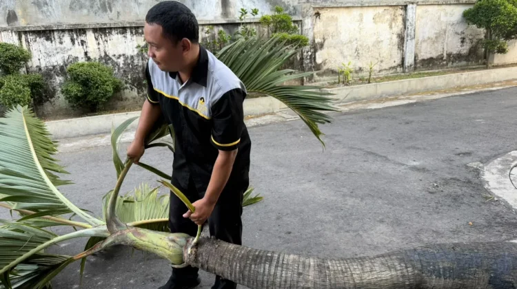 Saat Angin Menguji Kekuatan Pohon