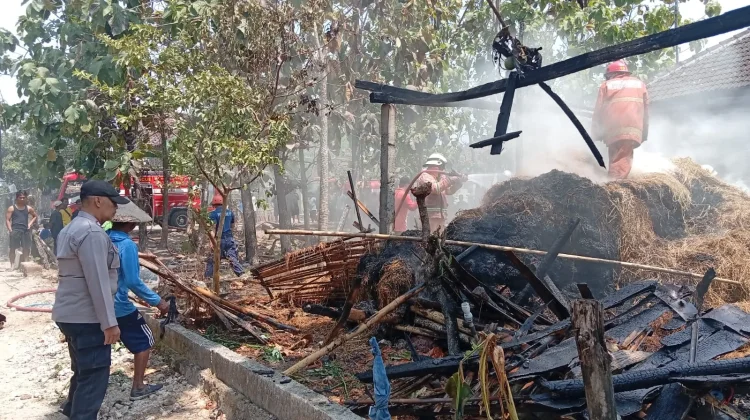 Gegara Diang, Kandang Sapi di Ngrampal Sragen Terbakar, 1 Ekor Sapi Mati Terpanggang
