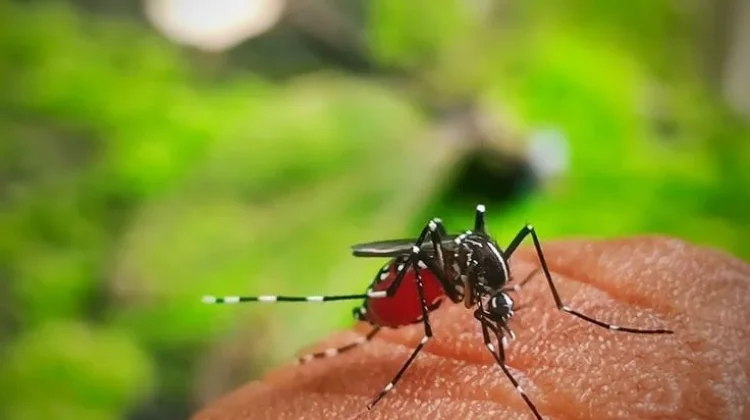 Rumah Jauh dari Kebun, Kok Banyak Nyamuk?