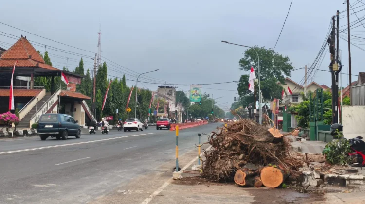 DPRD Soroti Penebangan Pohon dalam Proyek Glowingisasi Jalan Raya Sukowati