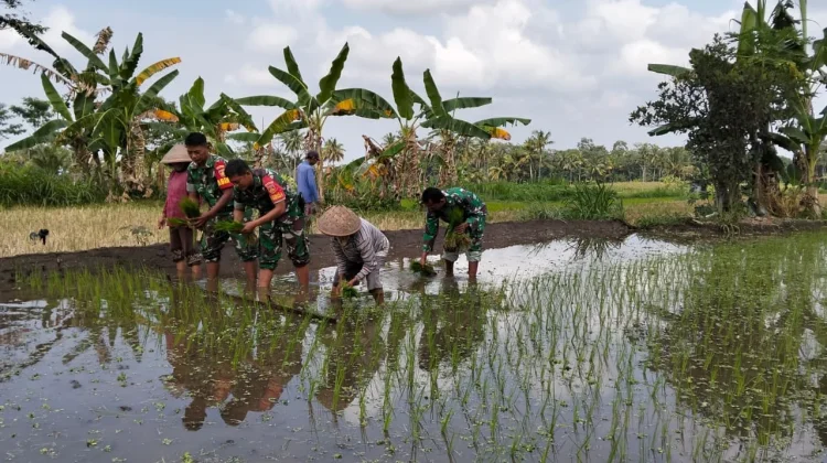 Babinsa Dampingi Petani Tanam Padi, Cek LTT Pompanisasi