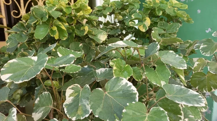 Tanaman Mangkokan Variegata Si Cantik Berdaun Unik Cocok untuk Penghias Rumah