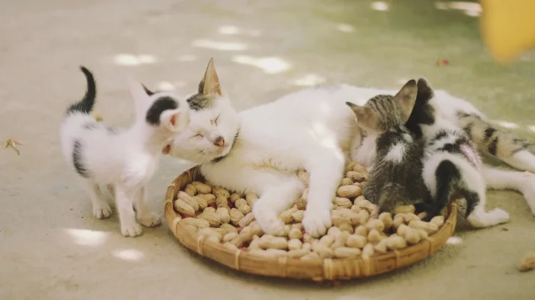 Alasan Kenapa Anak Kucing dalam Satu Kelahiran Berbeda Warna