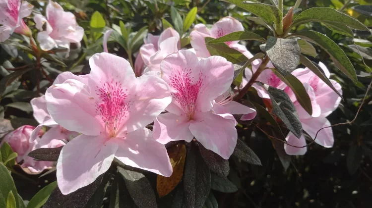 Fakta Unik Bunga Saliyah, Azalea Cantik yang Warna Bunganya Dipengaruhi Suhu