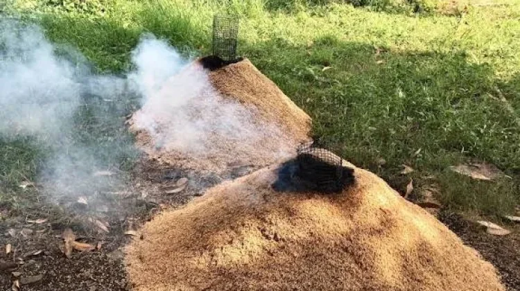 Sekam Bakar Jadi Media Tanam, Petani Muda Tingkatkan Panen Cabai