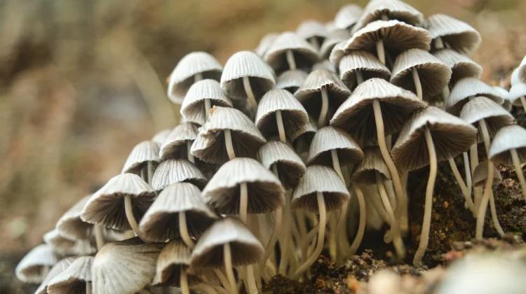 Kenali Fungi, Organisme yang Diam-Diam Penting
