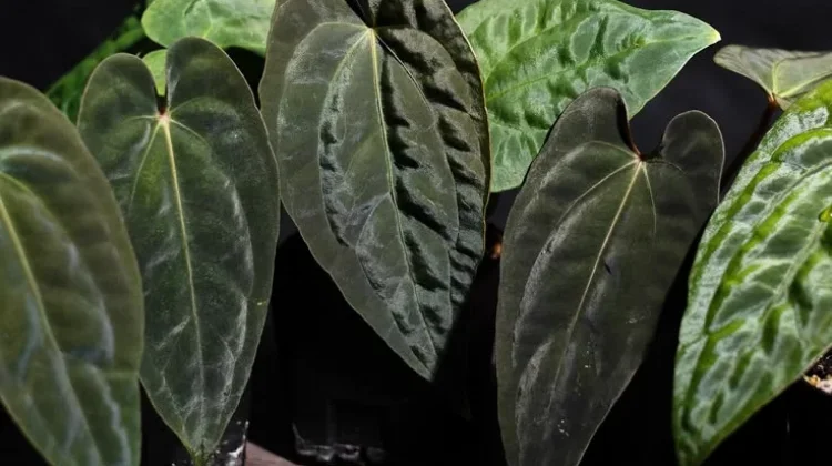 Anthurium Papillilaminum, Si Daun Beludru Eksotis