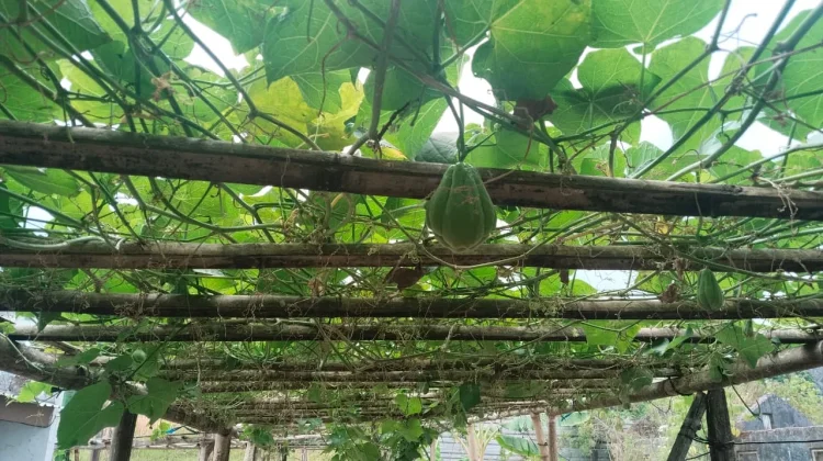 Labu Siam, Sayuran Sederhana dengan Manfaat Bagi Kehidupan Kita