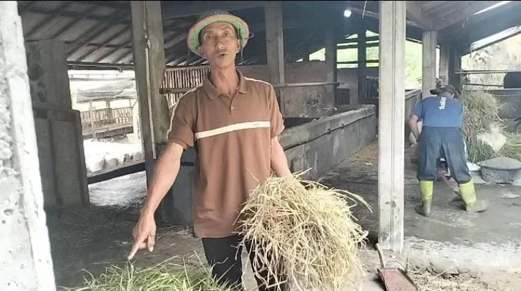 Kemarau Panjang, Warga Lereng Merapi Jual Ternak untuk Beli Rumput-Air Bersih