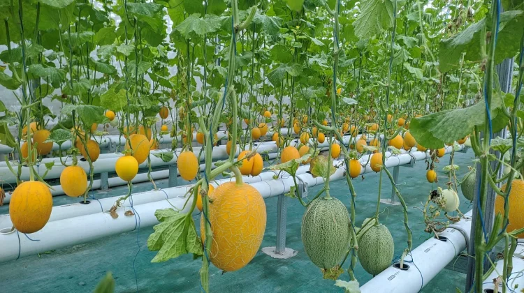Pakar Greenhouse dan UPNVYK Bongkar Rahasia Melon Hidroponik Berkualitas Tinggi