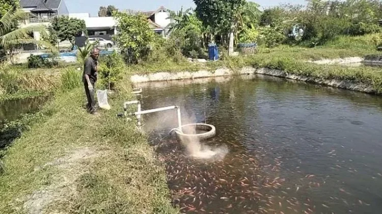 Diduga Tercemar Limbah, Ribuan Ikan Nila dan Bawal di Prambanan Klaten Mati