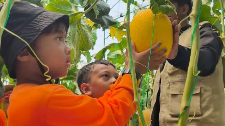 Dari Kebun Melon, Siswa TKII Al Abidin Belajar Berpikir Logis