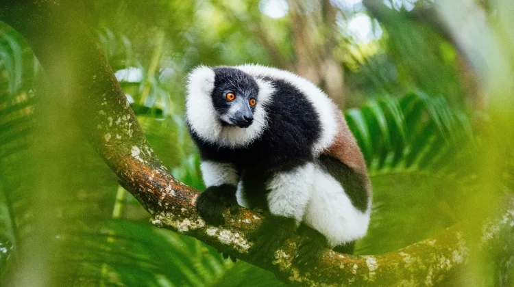 Kenalan dengan Indri, Lemur yang Bisa Bernyanyi