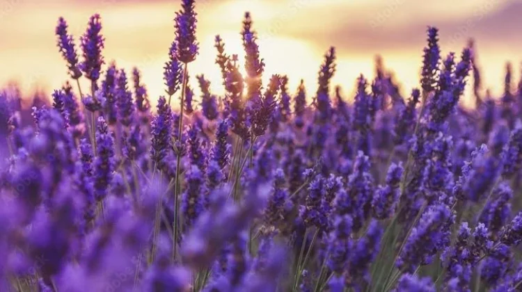 Benarkah Lavender Bisa Turunkan Tekanan Darah?