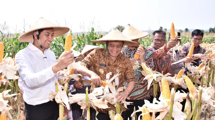 Gubernur Jateng Panen Raya Jagung di Desa Karanganyar Weru Sukoharjo