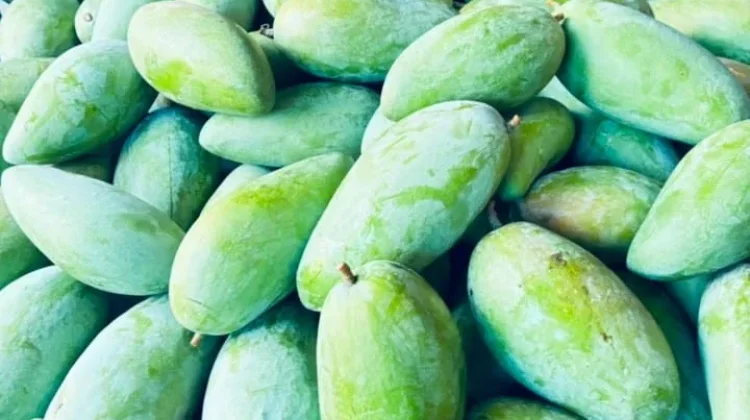 Mangga Kyojay, Mangga Jumbo yang Renyah dan Manis