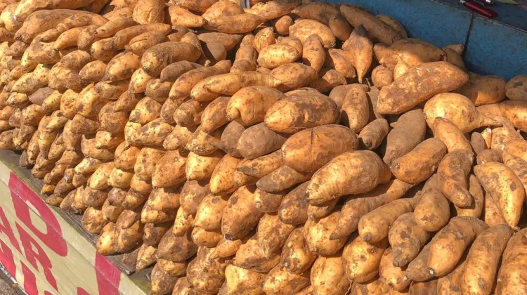 Ubi Cilembu, Si Madu dari Sumedang yang Tak Butuh Gula Tambahan