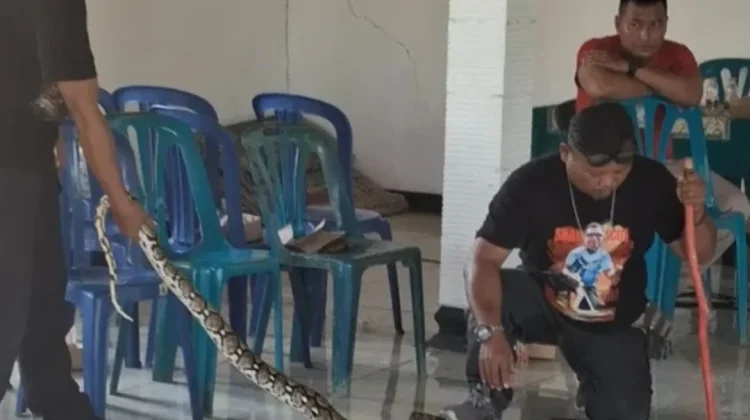 Edukasi Ular di Pagutan Wonogiri Berujung Temuan Piton