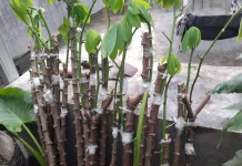 Optimalkan Produksi Singkong dengan Okulasi Mata Tunas